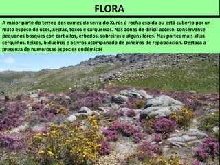A maior parte do terreo dos cumes da serra do Xurés é rocha espida ou está cuberto por un
mato espeso de uces, xestas, toxos e carqueixas. Nas zonas de difícil acceso consérvanse
pequenos bosques con carballos, erbedos, sobreiras e algúns loros. Nas partes máis altas
cerquiños, teixos, bidueiros e acivros acompañado de piñeiros de repoboación. Destaca a
presenza de numerosas especies endémicas
FLORA
 