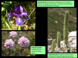Cardo do Xurés (Eringium duriaei subsp.
juresianum), especie endémica do Xurés.
Lirio do Xurés (Iris boissieri), endemismo do noroeste
Ibérico, en perigo de extinción. En Galiza só se atopa no
Xurés e ocasionalmente no Courel.
Armeria humilis,
endemismo dos
cumes do Xurés-
Gerês.
 