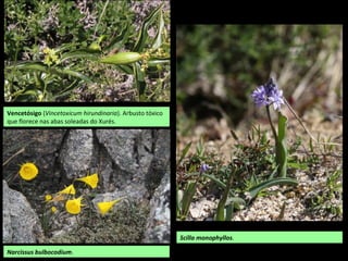 Vencetósigo (Vincetoxicum hirundinaria). Arbusto tóxico
que florece nas abas soleadas do Xurés.
Scilla monophyllos.
Narcissus bulbocodium.
 