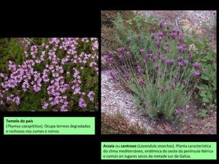 Tomelo do país
(Thymus caespititius). Ocupa terreos degradados
e rochosos nos cumes e noiros.
Arzaia ou cantroxo (Lavandula stoechas). Planta característica
do clima mediterráneo, endémica do oeste da península Ibérica
e común en lugares secos da metade sur de Galiza.
 