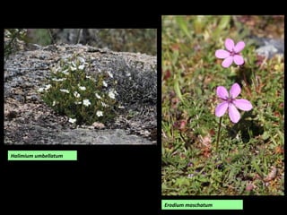 Erodium moschatum
Halimium umbellatum
 