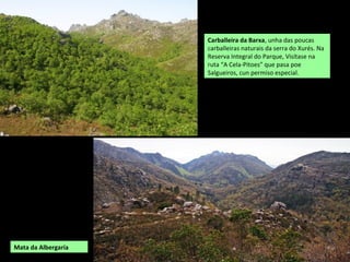 Carballeira da Barxa, unha das poucas
carballeiras naturais da serra do Xurés. Na
Reserva Integral do Parque, Visítase na
ruta “A Cela-Pitoes” que pasa poe
Salgueiros, cun permiso especial.
Mata da Albergaría
 