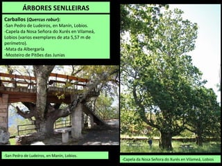 -Capela da Nosa Señora do Xurés en Vilameá, Lobios
-San Pedro de Ludeiros, en Manín, Lobios.
ÁRBORES SENLLEIRAS
Carballos (Quercus robur):
-San Pedro de Ludeiros, en Manín, Lobios.
-Capela da Nosa Señora do Xurés en Vilameá,
Lobios (varios exemplares de ata 5,57 m de
perímetro).
-Mata da Albergaría
-Mosteiro de Pitões das Junias
 