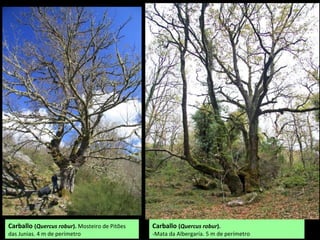 Carballo (Quercus robur). Mosteiro de Pitões
das Junias. 4 m de perímetro
Carballo (Quercus robur).
-Mata da Albergaría. 5 m de perímetro
 