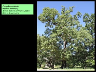 Cerquiño ou rebolo
(Quercus pyrenaica).
-Ermida do Xurés en Vilameá, Lobios
(3,53 m de perímetro)
 