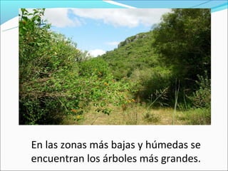 En las zonas más bajas y húmedas se
encuentran los árboles más grandes.
 