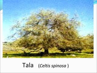 Tala   (Celtis spinosa )
 