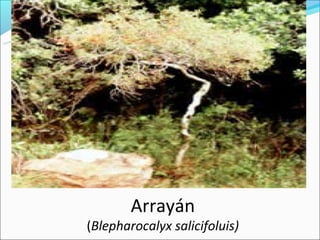 Arrayán
(Blepharocalyx salicifoluis)
 