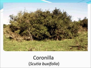 Coronilla
(Scutia buxifolia)
 