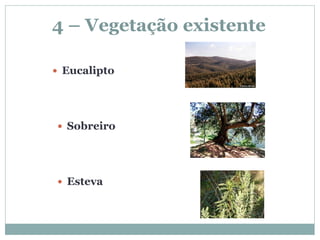 4 – Vegetação existente

 Eucalipto




 Sobreiro




 Esteva
 