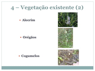 4 – Vegetação existente (2)

    Alecrim




    Orégãos




   Cogumelos
 