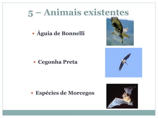 5 – Animais existentes

 Águia de Bonnelli




  Cegonha Preta




 Espécies de Morcegos
 