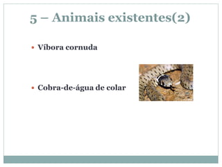 5 – Animais existentes(2)

 Víbora cornuda




 Cobra-de-água de colar
 
