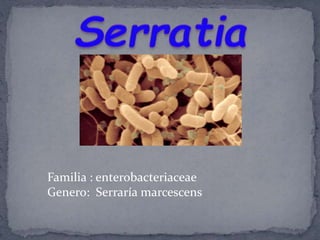 Familia : enterobacteriaceae
Genero: Serraría marcescens
 