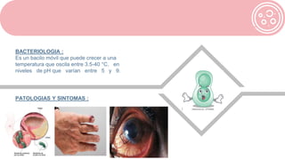 BACTERIOLOGIA :
Es un bacilo móvil que puede crecer a una
temperatura que oscila entre 3.5-40 °C, en
niveles de pH que varían entre 5 y 9.
PATOLOGIAS Y SINTOMAS :
 