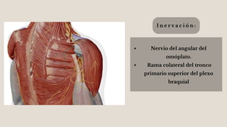 Nervio del angular del
omóplato.
Rama colateral del tronco
primario superior del plexo
braquial
I n e r v a c i ó n :
 