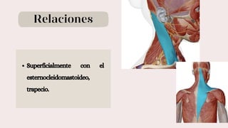 Relaciones
Superficialmente con el
esternocleidomastoideo,
trapecio.
 