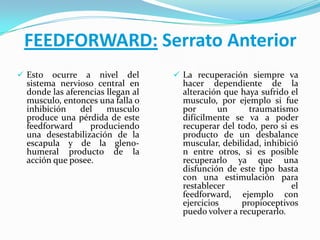 FEEDFORWARD: Serrato Anterior
 Esto ocurre a nivel del
sistema nervioso central en
donde las aferencias llegan al
musculo, entonces una falla o
inhibición del musculo
produce una pérdida de este
feedforward produciendo
una desestabilización de la
escapula y de la gleno-
humeral producto de la
acción que posee.
 La recuperación siempre va
hacer dependiente de la
alteración que haya sufrido el
musculo, por ejemplo si fue
por un traumatismo
difícilmente se va a poder
recuperar del todo, pero si es
producto de un desbalance
muscular, debilidad, inhibició
n entre otros, si es posible
recuperarlo ya que una
disfunción de este tipo basta
con una estimulación para
restablecer el
feedforward, ejemplo con
ejercicios propioceptivos
puedo volver a recuperarlo.
 