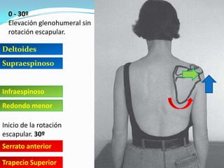 0 - 30º
Elevación glenohumeral sin
rotación escapular.
Deltoides
Supraespinoso
Infraespinoso
Redondo menor
Inicio de la rotación
escapular. 30º
Serrato anterior
Trapecio Superior
 