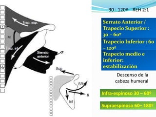 30 - 120º REH 2:1
Serrato Anterior /
Trapecio Superior :
30 – 60º
Trapecio Inferior : 60
– 120º
Trapecio medio e
inferior:
estabilización
Descenso de la
cabeza humeral
Infra-espinoso 30 – 60º
Supraespinoso 60– 180º
 