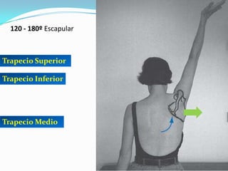 120 - 180º Escapular
Trapecio Superior
Trapecio Inferior
Trapecio Medio
 