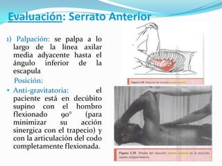 Evaluación: Serrato Anterior
1) Palpación: se palpa a lo
largo de la línea axilar
media adyacente hasta el
ángulo inferior de la
escapula
Posición:
 Anti-gravitatoria: el
paciente está en decúbito
supino con el hombro
flexionado 90° (para
minimizar su acción
sinergica con el trapecio) y
con la articulación del codo
completamente flexionada.
 