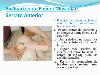 Evaluación de Fuerza Muscular:
Serrato Anterior
 Posición del paciente: Lateral
con el brazo descansando
hacia anterior.
1.- Pararse detrás del paciente y
encontrar el borde lateral de la
escapula.
2.- Usar 4 dedos para palpar por
anterior e inferior del borde
lateral .
3.- Seguir cada sección del
vientre del musculo hacia el
origen en zig-zag hacia las
costillas laterales.
4.- Resistir la protracción de
hombro para asegurar una
correcta posición.
 
