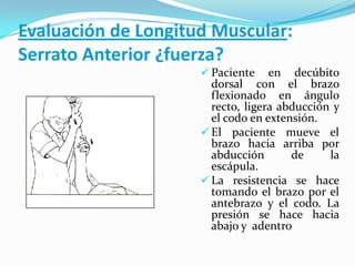 Evaluación de Longitud Muscular:
Serrato Anterior ¿fuerza?
 Paciente en decúbito
dorsal con el brazo
flexionado en ángulo
recto, ligera abducción y
el codo en extensión.
 El paciente mueve el
brazo hacia arriba por
abducción de la
escápula.
 La resistencia se hace
tomando el brazo por el
antebrazo y el codo. La
presión se hace hacia
abajo y adentro
 
