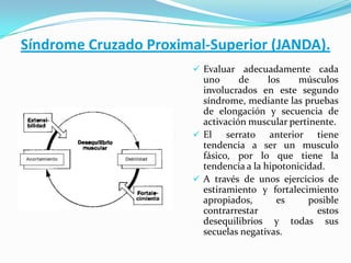 Síndrome Cruzado Proximal-Superior (JANDA).
 Evaluar adecuadamente cada
uno de los músculos
involucrados en este segundo
síndrome, mediante las pruebas
de elongación y secuencia de
activación muscular pertinente.
 El serrato anterior tiene
tendencia a ser un musculo
fásico, por lo que tiene la
tendencia a la hipotonicidad.
 A través de unos ejercicios de
estiramiento y fortalecimiento
apropiados, es posible
contrarrestar estos
desequilibrios y todas sus
secuelas negativas.
 