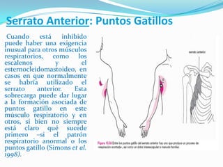 Serrato Anterior: Puntos Gatillos
Cuando está inhibido
puede haber una exigencia
inusual para otros músculos
respiratorios, como los
escalenos y el
esternocleidomastoideo, en
casos en que normalmente
se habría utilizado el
serrato anterior. Esta
sobrecarga puede dar lugar
a la formación asociada de
puntos gatillo en este
músculo respiratorio y en
otros, si bien no siempre
está claro qué sucede
primero –si el patrón
respiratorio anormal o los
puntos gatillo (Simons et al.
1998).
 