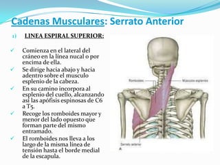 Cadenas Musculares: Serrato Anterior
1) LINEA ESPIRAL SUPERIOR:
 Comienza en el lateral del
cráneo en la línea nucal o por
encima de ella.
 Se dirige hacia abajo y hacia
adentro sobre el musculo
esplenio de la cabeza.
 En su camino incorpora al
esplenio del cuello, alcanzando
así las apófisis espinosas de C6
a T5.
 Recoge los romboides mayor y
menor del lado opuesto que
forman parte del mismo
entramado.
 El romboides nos lleva a los
largo de la misma línea de
tensión hasta el borde medial
de la escapula.
 