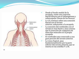  Desde el borde medial de la
escapula, existe una conexión
fascial directa con el infraespinoso y
subescapular (líneas de los brazos).
 La LE continua sobre una conexión
fascial con el serrato
anterior, subyacente a la escapula.
 La conexión del romboides con el
serrato es mas fuerte y mas carnosa
que la inserción de cualquiera de
estos dos músculos en la propia
escapula.
 El romboides esta conectado a una
gran porción del serrato anterior.
 La Línea Espiral, pasa
fundamentalmente por la parte
inferior del serrato anterior, que se
inserta en las costillas V a IX.
 