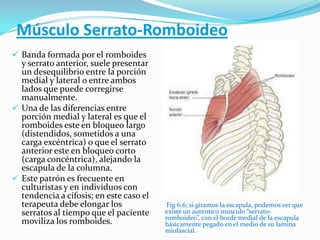 Músculo Serrato-Romboideo
 Banda formada por el romboides
y serrato anterior, suele presentar
un desequilibrio entre la porción
medial y lateral o entre ambos
lados que puede corregirse
manualmente.
 Una de las diferencias entre
porción medial y lateral es que el
romboides este en bloqueo largo
(distendidos, sometidos a una
carga excéntrica) o que el serrato
anterior este en bloqueo corto
(carga concéntrica), alejando la
escapula de la columna.
 Este patrón es frecuente en
culturistas y en individuos con
tendencia a cifosis; en este caso el
terapeuta debe elongar los
serratos al tiempo que el paciente
moviliza los romboides.
Fig 6.6; si giramos la escapula, podemos ver que
existe un autentico musculo “serrato-
romboideo”, con el borde medial de la escapula
básicamente pegado en el medio de su lamina
miofascial.
 