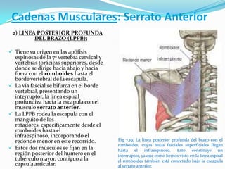 Cadenas Musculares: Serrato Anterior
2) LINEA POSTERIOR PROFUNDA
DEL BRAZO (LPPB):
 Tiene su origen en las apófisis
espinosas de la 7ª vertebra cervical y
vertebras torácicas superiores, desde
donde se dirige hacia abajo y hacia
fuera con el romboides hasta el
borde vertebral de la escapula.
 La vía fascial se bifurca en el borde
vertebral, presentando un
interruptor, la línea espiral
profundiza hacia la escapula con el
musculo serrato anterior.
 La LPPB rodea la escapula con el
manguito de los
rotadores, específicamente desde el
romboides hasta el
infraespinoso, incorporando el
redondo menor en este recorrido.
 Estos dos músculos se fijan en la
región posterior del humero en el
tubérculo mayor, contiguo a la
capsula articular.
Fig 7.19; La línea posterior profunda del brazo con el
romboides, cuyas hojas fasciales superficiales llegan
hasta el infraespinoso. Esto constituye un
interruptor, ya que como hemos visto en la línea espiral
el romboides también está conectado bajo la escapula
al serrato anterior.
 