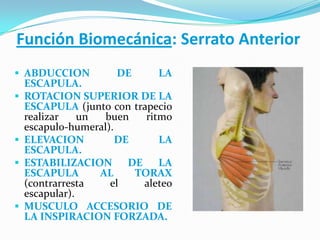 Función Biomecánica: Serrato Anterior
 ABDUCCION DE LA
ESCAPULA.
 ROTACION SUPERIOR DE LA
ESCAPULA (junto con trapecio
realizar un buen ritmo
escapulo-humeral).
 ELEVACION DE LA
ESCAPULA.
 ESTABILIZACION DE LA
ESCAPULA AL TORAX
(contrarresta el aleteo
escapular).
 MUSCULO ACCESORIO DE
LA INSPIRACION FORZADA.
 