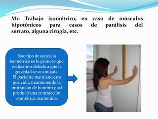 M1: Trabajo isométrico, en caso de músculos
hipotónicos para casos de parálisis del
serrato, alguna cirugía, etc.
Este tipo de ejercicio
isométrico es lo primero que
realizamos debido a que la
gravedad se ve anulada.
El paciente mantiene esta
posición, manteniendo la
protración de hombro y así
producir una contracción
isométrica mantenida.
 