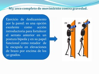 M3: arco completo de movimiento contra gravedad.
Ejercicio de deslizamiento
por la pared: es una opción
excelente como acción
introductoria para fortalecer
el serrato anterior en un
postura bípeda y en su papel
funcional como rotador de
la escapula en elevaciones
de brazo por encima de los
90 grados.
 