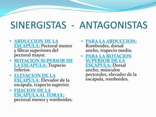 SINERGISTAS - ANTAGONISTAS
 ABDUCCION DE LA
ESCAPULA: Pectoral menor
y fibras superiores del
pectoral mayor.
 ROTACION SUPERIOR DE
LA ESCAPULA: Trapecio
Inferior.
 ELEVACION DE LA
ESCAPULA: Elevador de la
escápula, trapecio superior.
 FIJACION DE LA
ESCAPULA AL TORAX:
pectoral menor y romboides.
 PARA LA ABDUCCION:
Romboides, dorsal
ancho, trapecio medio.
 PARA LA ROTACION
SUPERIOR DE LA
ESCAPULA: Dorsal
ancho, músculos
pectorales, elevador de la
escápula, romboides.
 