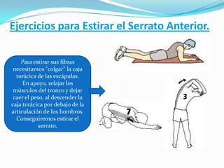 Ejercicios para Estirar el Serrato Anterior.
Para estirar sus fibras
necesitamos "colgar" la caja
torácica de las escápulas.
En apoyo, relajar los
músculos del tronco y dejar
caer el peso, al descender la
caja torácica por debajo de la
articulación de los hombros.
Conseguiremos estirar el
serrato.
 