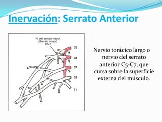 Inervación: Serrato Anterior
Nervio torácico largo o
nervio del serrato
anterior C5-C7, que
cursa sobre la superficie
externa del músculo.
 