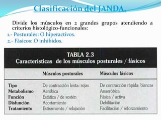 Clasificación del JANDA.
Divide los músculos en 2 grandes grupos atendiendo a
criterios histológico-funcionales:
1.- Posturales: O hiperactivos.
2.- Fásicos: O inhibidos.
 