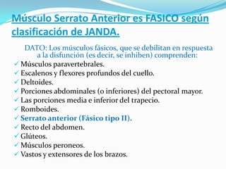 Músculo Serrato Anterior es FASICO según
clasificación de JANDA.
DATO: Los músculos fásicos, que se debilitan en respuesta
a la disfunción (es decir, se inhiben) comprenden:
 Músculos paravertebrales.
 Escalenos y flexores profundos del cuello.
 Deltoides.
 Porciones abdominales (o inferiores) del pectoral mayor.
 Las porciones media e inferior del trapecio.
 Romboides.
 Serrato anterior (Fásico tipo II).
 Recto del abdomen.
 Glúteos.
 Músculos peroneos.
 Vastos y extensores de los brazos.
 