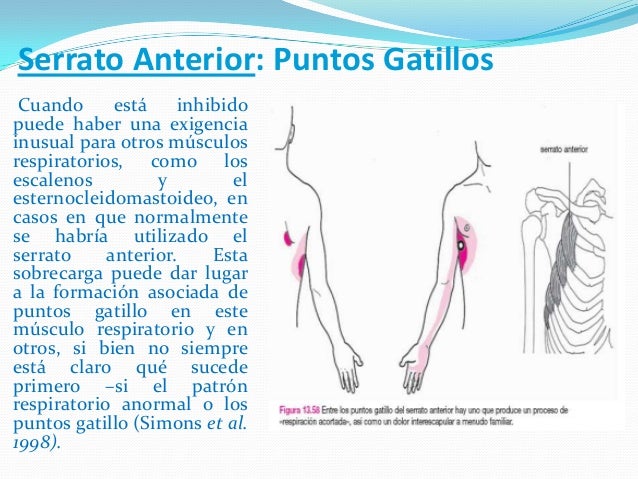 cadenas musculares espiral serrato anterior lista cadenas musculares espiral serrato anterior lista