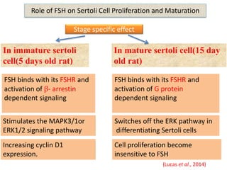 Sertoli cell credit seminar | PPTX