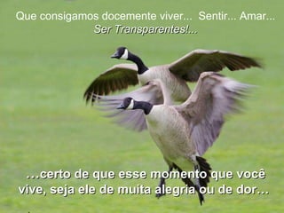 Que consigamos docemente viver...  Sentir... Amar...  Ser Transparentes!... … certo de que esse momento que você vive, seja ele de muita alegria ou de dor…   