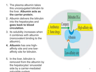 8
1. The plasma albumin takes
this unconjugated bilirubin to
the liver. Albumin acts as
the carrier protein.
2. Albumin delivers the bilirubin
into the hepatocytes and
goes back to blood
circulation.
3. Its solubility increases when
it combines with albumin
(noncovalent binding to the
albumin).
4. Albumin has one high-
affinity site and one low-
affinity site for bilirubin.
5. In the liver, bilirubin is
removed from the albumin by
the hepatocytes’ sinusoidal
side by a carrier-mediated
 
