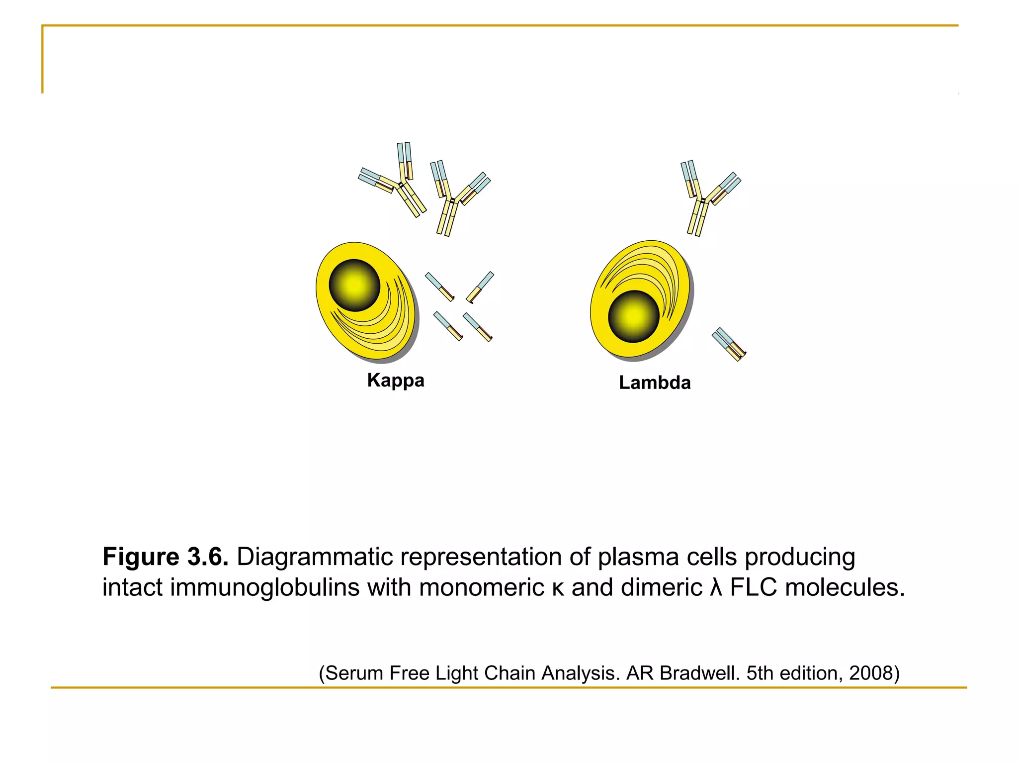 SERUM FREE LIGHT CHAIN ASSAY | PPT