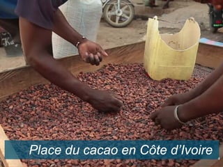 Place du cacao en Côte d’Ivoire 4
 