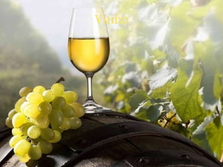 Vinho
 