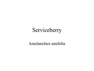 Serviceberry 
Amelanchier ainifolia 
 
